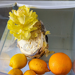 柠檬 橙子和卷心菜在冰箱里坏了生物学厨房胚胎蔬菜产品贮存食物危险模具科学图片
