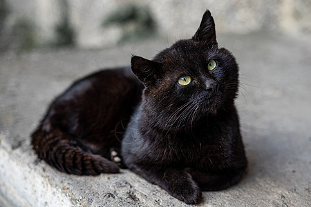 绿眼大黑猫在沥青上宠物毛皮街道孤独动物小猫猫科眼睛绿色哺乳动物图片