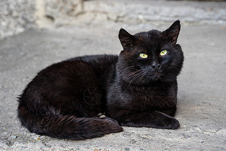 绿眼大黑猫在沥青上哺乳动物孤独宠物街道猫科小猫城市眼睛绿色毛皮图片