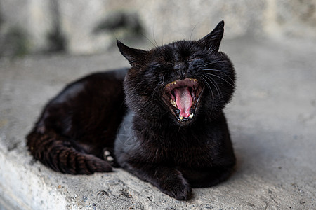 一只绿色眼睛的大黑猫 躺在沥青和哈欠上图片