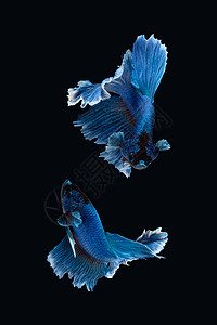 鱼摄影】玫瑰尾贝塔西亚米亚以黑底鱼为战鱼游泳摄影拼贴画运动蓝色墙纸面具动物艺术行动背景