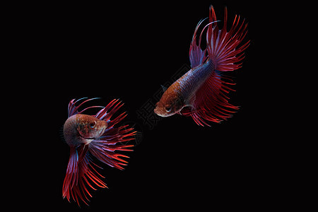 红紫色皇冠尾巴塔siamnse以黑底鱼为战鱼背景图片