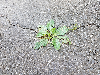 在黑沥青或人行道中用绿草在裂缝中黑色地面生长路面损害植物群绿色植物学图片