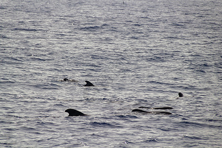 海上浮游鲸鳍动物海浪游泳蓝色荒野自由海洋哺乳动物旅行旅游图片