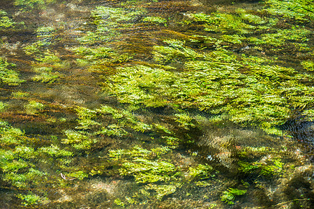 绿色多汁的水草在水下小溪中挥舞图片