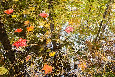 周围的树木在一小块秋季森林水坑中被反映图片