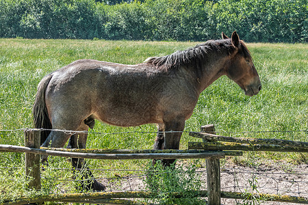 比利时在Bokrijk的马匹工作图片
