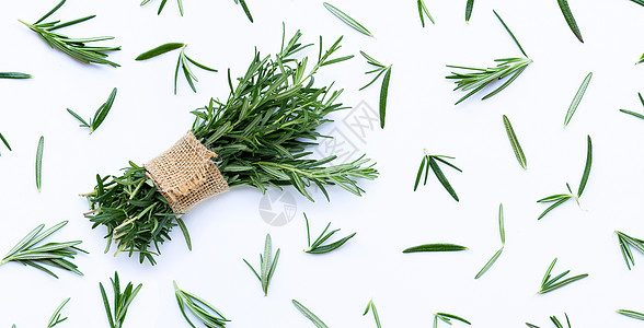 白色的新鲜迷迭香叶子食品药品草药草本植物收藏枝条芳香植物饮料图片