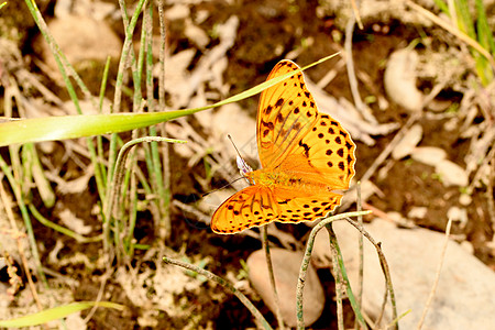 以珍珠为母的蝴蝶 附在石頭上动物甲虫捕食者毛虫宏观蜻蜓图片