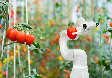 智能机器人农民番茄在农业未来机器人自动化中工作以提高效率图片