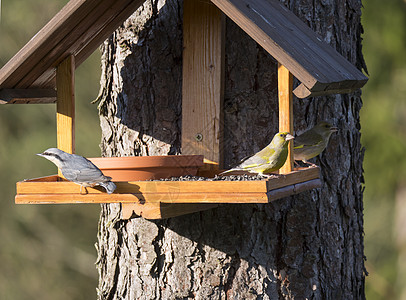 紧贴Nuthatch或欧亚坚果和两只欧洲绿石 氯(氯)鸟用向日葵种子塞在鸟饲料桌上 鸟类喂食概念 选择性焦点图片