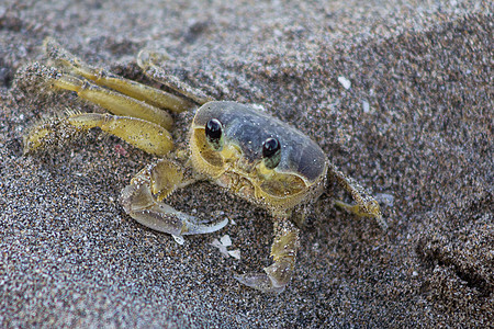 一只大西洋幽灵螃蟹动物眼睛支撑沿海贝类眼柄地区甲壳沙丘甲壳类图片