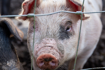 在猪圈的栅栏后面 骑着小猪排垃圾哺乳动物猪肉农村农场笼子击剑仔猪畜牧业马鞍图片