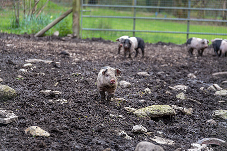 托架小猪农场农村哺乳动物动物鼻子垃圾猪圈畜牧业饲料仔猪图片