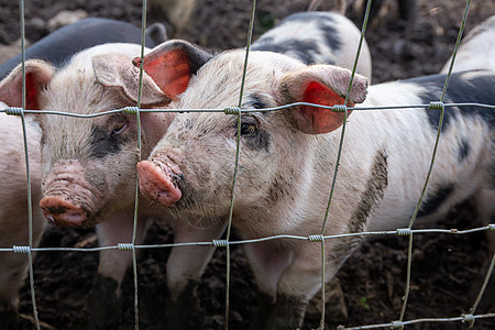 在猪圈的栅栏后面 骑着小猪排哺乳动物笼子农村击剑畜牧业垃圾马鞍猪肉动物野猪图片