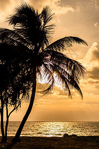 日落时沙滩上的木头椰子树图片