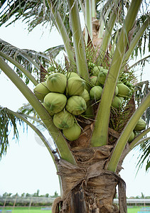 新鲜绿色青青嫩椰子叶子热带营养生长农场团体水果食物植物饮食图片