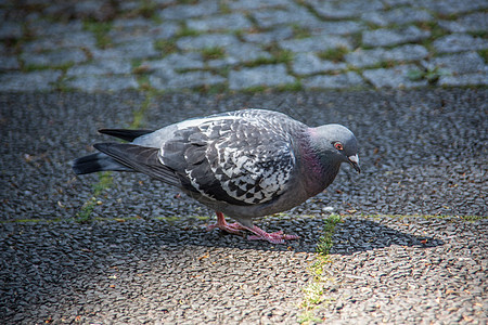 公园里的鸽子花斑家鸽羽毛鸟类灰色蟑螂家禽人行道市中心皮肯图片
