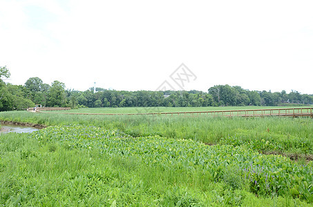 湿地的绿植物和水 木板 绿树和绿草踪迹沼泽绿色小路木头背景图片