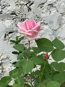 灰色墙附近有粉红色玫瑰花的玫瑰丛礼物季节装饰日光庆典婚礼花束浪漫假期乡村图片