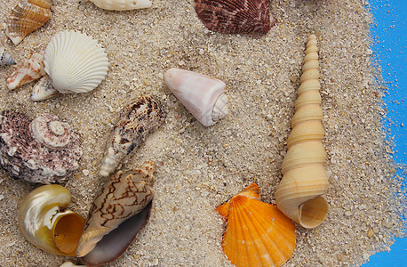 热带海滩上的海壳海星休息阳光支撑贝壳海岸天堂假期旅行海岸线图片