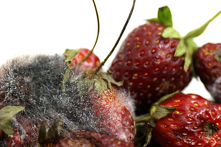 草莓腐烂 腐烂的水果 发霉的水果 腐烂的水果 水果草莓腐烂和霉菌特写图片