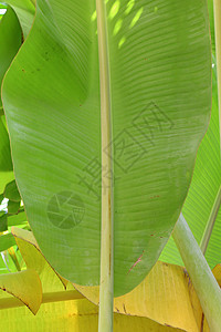 香蕉树上的香蕉叶树叶环境生态生长叶子植物学花园墙纸季节静脉图片