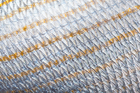 鱼类规模宏观皮肤侵蚀钱币学淡水金属海洋青铜鱼鳞海鲜图片