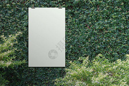 空白纸卡 3d 绿叶墙背景图片