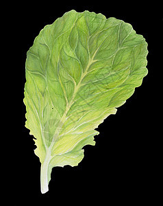 新鲜生菜 在黑色背景上孤立的一片沙拉叶 绿色莳萝 水彩插图 逼真的植物艺术 手绘 素食成分 用于标识包装印刷有机食品图片
