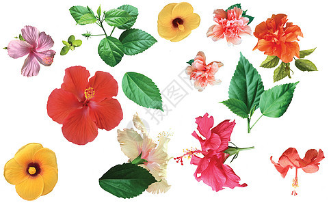 收集彩色花团花朵 与树叶隔绝图片