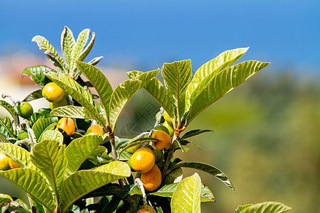 蓝天背景中树叶间的一组几乎成熟的枇杷果实食物植物群花园饮食季节收成异国李子粳稻植物图片