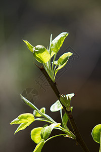 梨树枝 加上阳光照亮的叶子片环境园艺宏观发芽季节植物花园蔬菜新生植物学图片