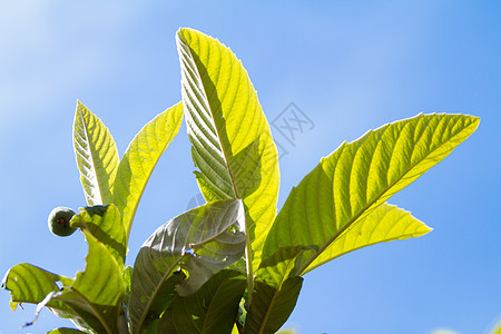 在蓝天背景的梅德拉树背光下 叶子紧贴在叶子上情调植物群异国李子食物粳稻热带季节花园橙子图片