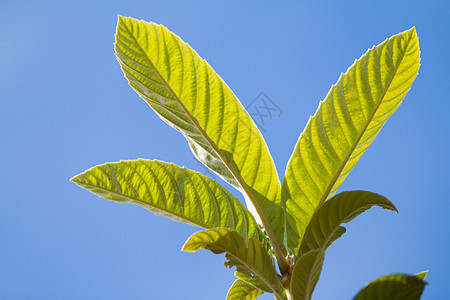 在树背光下 叶子紧贴在后脑膜上粳稻情调季节食物橙子植物群水果收成植物热带图片