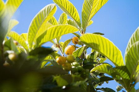 蓝天背景中树叶间的一组几乎成熟的枇杷果实植物学热带植物粳稻植物群收成花园叶子异国橙子图片