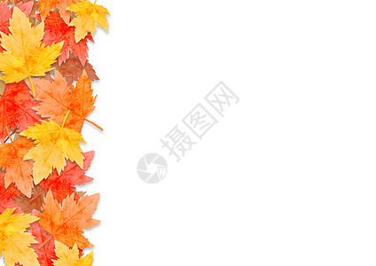 秋天森林的红叶框架概念被孤立在白色背景上 平面 顶部视图 复制空间图片