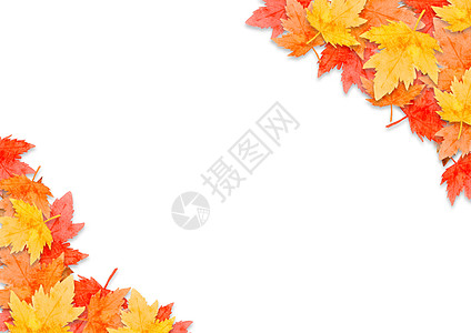 在白色背景下孤立的秋季森林概念中的红叶框架 平面布局 viewcopy 空间横幅季节环境水彩祝福插图绘画艺术橙子叶子图片