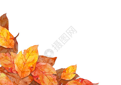 红色叶子框架在秋天概念隔绝在白色背景 平面布局 viewcopy 空间绘画环境祝福问候花园季节感恩收成插图水彩图片