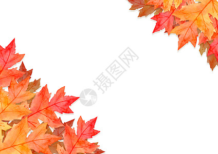红色叶子框架在秋天概念隔绝在白色背景 平面布局 viewcopy 空间插图橙子环境艺术水彩问候感恩红叶横幅季节图片