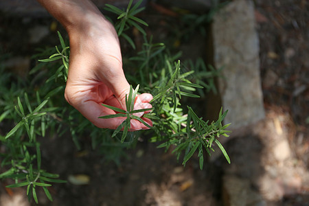 年轻女子用手在菜园里照顾一棵迷迭香植物芳香香料绿色植物生长美食种植者花园草药栽培味道图片