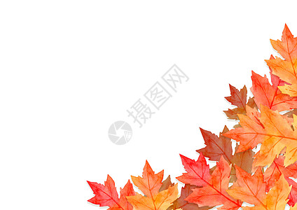 红色叶子框架在秋天概念隔绝在白色背景 平面布局 viewcopy 空间橙子艺术森林红叶感恩植物插图收成横幅环境图片
