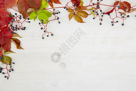 秋天平面平板复制空间 维吉尼亚爬行者的顶层视图 红叶和橙色叶子 白木本底有黑葡萄风格藤蔓框架植物学工作室装饰季节橙子荒野阴影图片