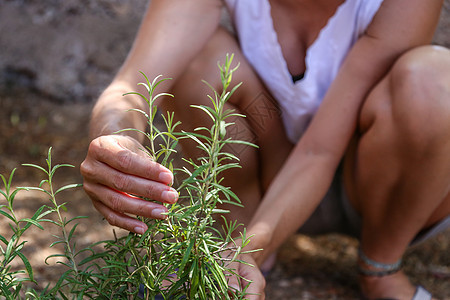 年轻女子用手在菜园里照顾一棵迷迭香植物盒子香料栽培花园烹饪生长草本植物园丁食物调味品图片