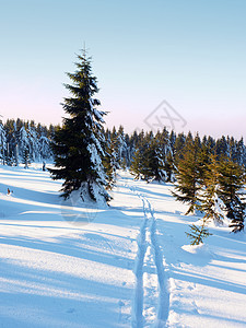 在冬季山上穿越国家滑雪的两条路爬坡高地木头降雪天空生活寒冷小路森林大雪图片