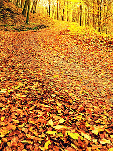 秋季 在金林的征途上太阳穿过树木人行道树干橡树国家下雨踪迹公园风景橙叶胡同图片