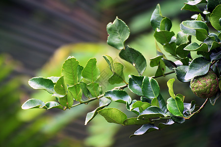 佛手柑叶 卡菲尔青柠叶生长厨房木板水果花园木头蔬菜橙子草本植物树叶图片