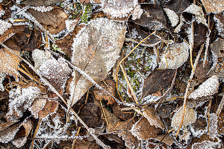 棕色落叶在秋末或冬季初时涂满了橡皮霜霜花季节植物水晶白色宏观天气图片