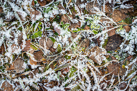 棕色落叶在秋末或冬季初时涂满了橡皮霜季节天气白色宏观去角化水晶绿色植物霜花叶子背景图片