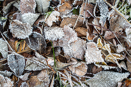 棕色落叶在秋末或冬季初时涂满了橡皮霜天气植物水晶白色霜花季节宏观图片